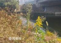 多地已發現“加拿大一枝黃花”