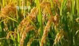 從一碗米飯看糧食品質升級 270億元用于實施十四五優質糧食工程