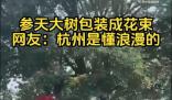 杭州參天大樹被包裝成巨型花束 不少市民都拿出手機拍照記錄