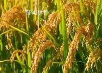 從一碗米飯看糧食品質升級 270億元用于實施十四五優質糧食工程