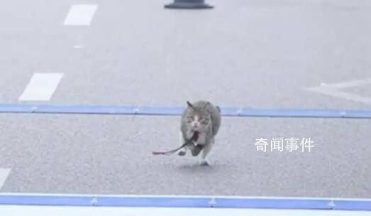 半馬終點殺出一只貓 比冠軍還先沖線