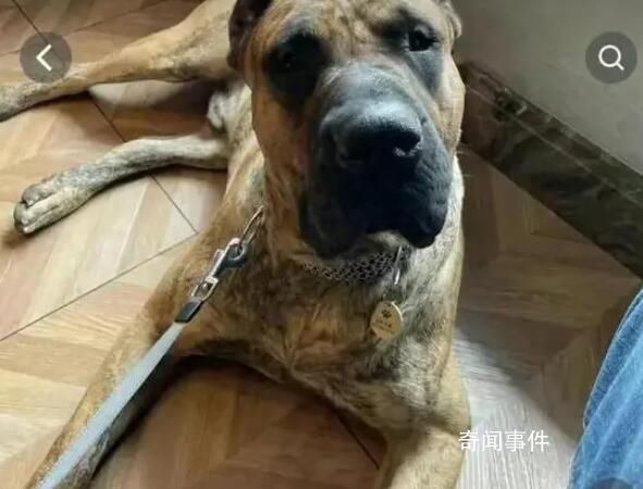 泰山麥兜巴頓何許狗也 整個濟南沒人能動我的狗