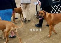 男子炫耀市中心養(yǎng)烈性犬被行拘