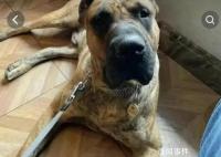 泰山麥兜巴頓何許狗也 整個(gè)濟(jì)南沒人能動(dòng)我的狗