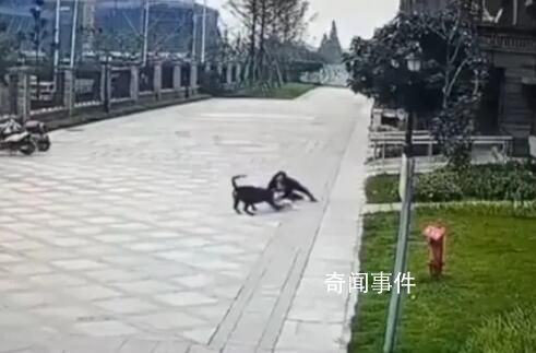 成都被狗咬女童右腎已保住 恢復(fù)情況較好