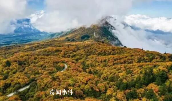 峨眉山招聘猴群管理員 用工性質為合同聘用