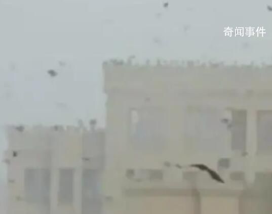 天津一小區上空現大群黑鳥盤旋飛叫 正是鳥類大規模遷徙的時候