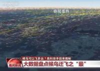 候鳥可以飛多遠?高科技手段揭秘