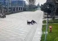 成都被狗咬女童右腎已保住 恢復情況較好