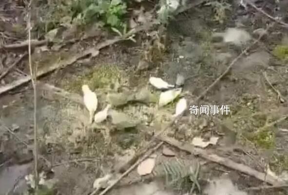 成都上千只寵物鸚鵡被人野外放生 引發關注