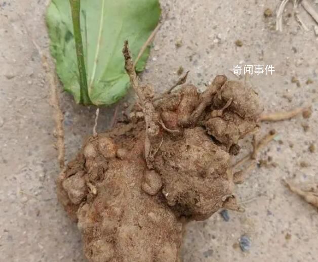 村干部回應藥材種植園遭村民哄搶 群眾誤以為收完了