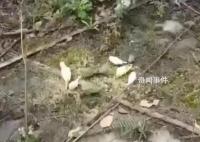 成都上千只寵物鸚鵡被人野外放生 引發(fā)關注