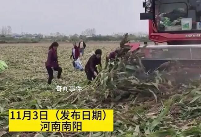 河南村民“搶收”高粱 與農(nóng)戶對(duì)罵