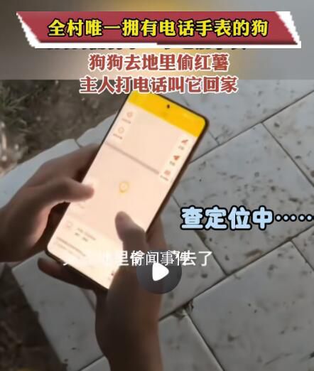 全村唯一擁有電話手表的小狗 讓人們感到非常新奇