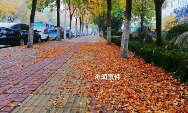 淄博36條道路實(shí)行“落葉緩掃”
