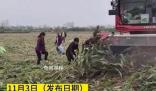 河南村民“搶收”高粱 與農(nóng)戶對(duì)罵