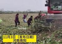 河南村民“搶收”高粱 與農戶對罵