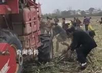 官方辟謠河南農戶高粱被村民搶收