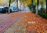 淄博36條道路實行“落葉緩掃”