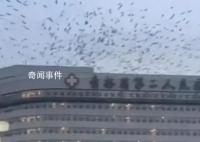 吉林一醫院上空有大量飛鳥盤旋 這個現象確實非常罕見