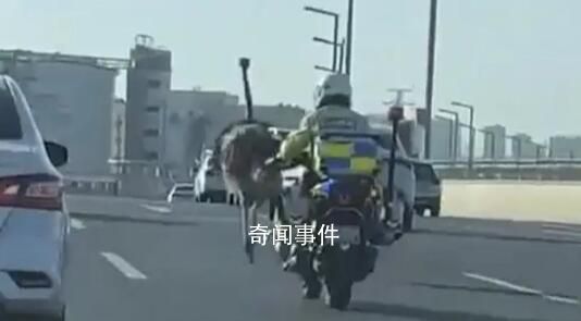 鴕鳥在街頭狂奔 交警:跑了幾十公里