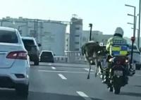 鄭州一鴕鳥街頭狂奔 交警追幾十公里