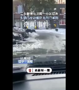 沈陽一小區(qū)現(xiàn)3只野豬 疑被警犬咬傷