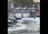 沈陽一小區現3只野豬 疑被警犬咬傷