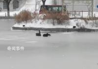哈師大黑天鵝已被凍湖上兩天 每年都會被凍住