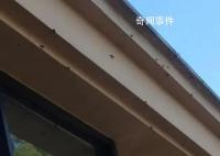 浙江多地出現(xiàn)大量臭屁蟲 不少人尋求驅(qū)蟲方法