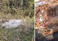 兩男子偷價值4600余元胡蜂蜂巢被拘