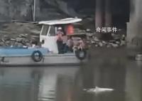 中華白海豚誤入廣州一河道 引發(fā)關(guān)注