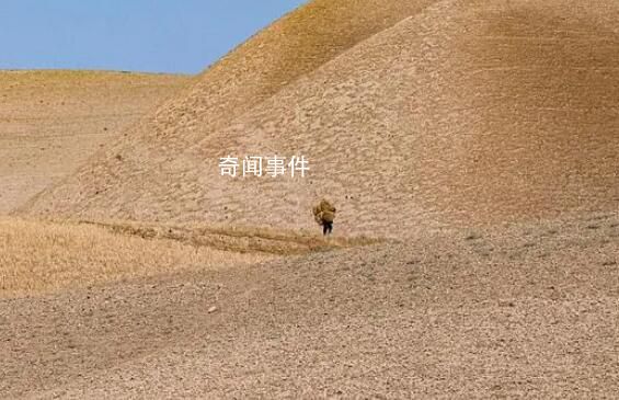 聯(lián)合國:阿富汗鴉片產(chǎn)量銳減95%