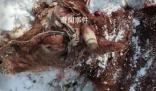 黑龍江疑有老虎進(jìn)村咬死兩頭牛 當(dāng)?shù)匕l(fā)布緊急通知警惕大型猛獸出沒(méi)