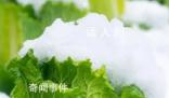 在北方大白菜的花語是凜冬將至