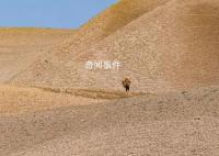 聯合國:阿富汗鴉片產量銳減95%
