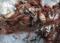 黑龍江疑有老虎進村咬死兩頭牛 當地發布緊急通知警惕大型猛獸出沒