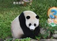 旅美大熊貓美香一家三口抵達成都