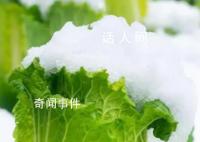 在北方大白菜的花語是凜冬將至