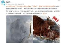 黑龍江居民家養牛被野生老虎捕食