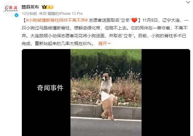 小狗被撞斷脊柱同伴不離不棄 重新站起來的幾率大概在80%