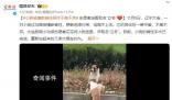 小狗被撞斷脊柱同伴不離不棄 重新站起來(lái)的幾率大概在80%