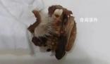 小學(xué)食堂吃出鼠頭?教育局:系兔頭