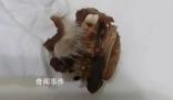 懷化一小學(xué)食堂吃出鼠頭?官方介入