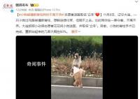 小狗被撞斷脊柱同伴不離不棄 重新站起來(lái)的幾率大概在80%