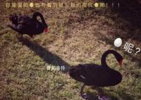 71枚黑天鵝蛋被偷 找到時已孵化2只