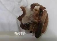 懷化一小學(xué)食堂吃出鼠頭?官方介入