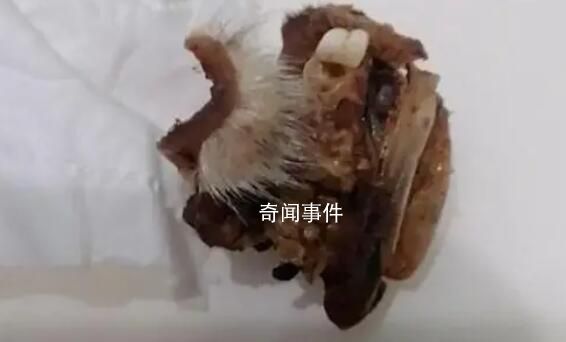 重慶一小學食堂出現鼠頭系謠言 結果將及時向社會公布