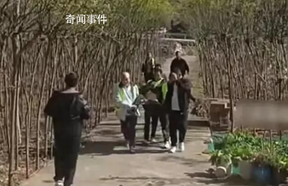 官方調查強砍3萬多棵國槐樹事件 引發網友熱議