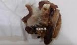 重慶一小學食堂出現鼠頭系謠言 結果將及時向社會公布